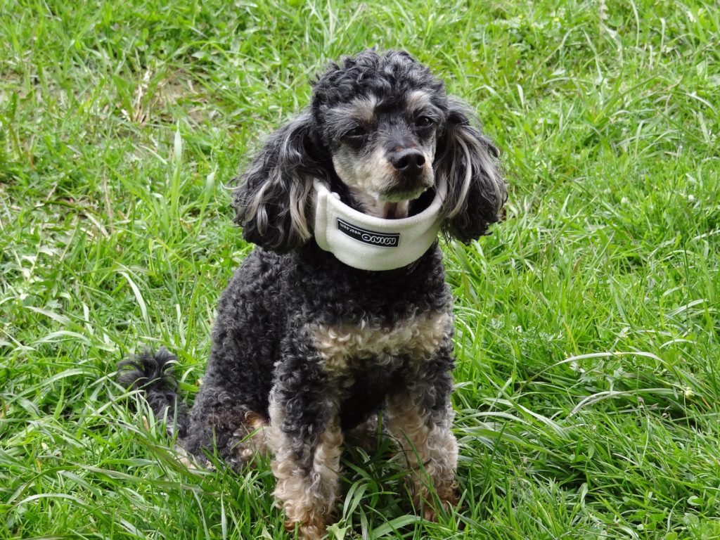 injured dog