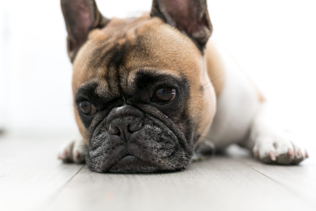 sick bulldog