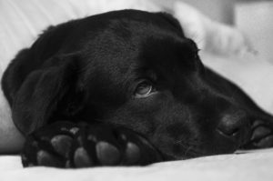 sick labrador
