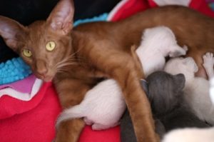 cat and kittens